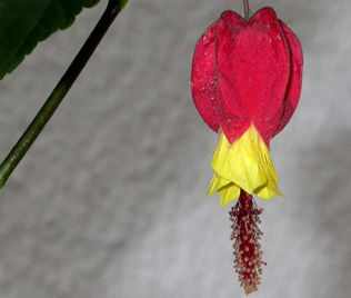 Abutilon Megopotamicum